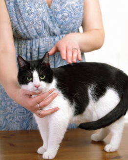 Animal reiki therapy, cat with experienced practitioner